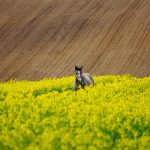 Firmy parają się wytwarzaniem maszyn posiadają w ofercie standardowe modele